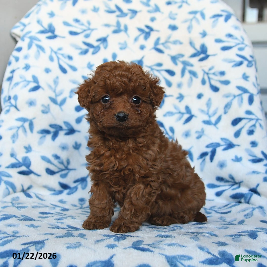 Cavapoo dogs for sale: Cinnamon - Ad 2