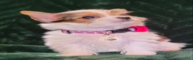 Daisy, Teacup Parti Yorkshire Terrier 