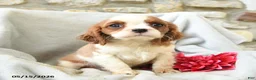 Cavalier King Charles Spaniel dogs for sale: Honey - Ad 2