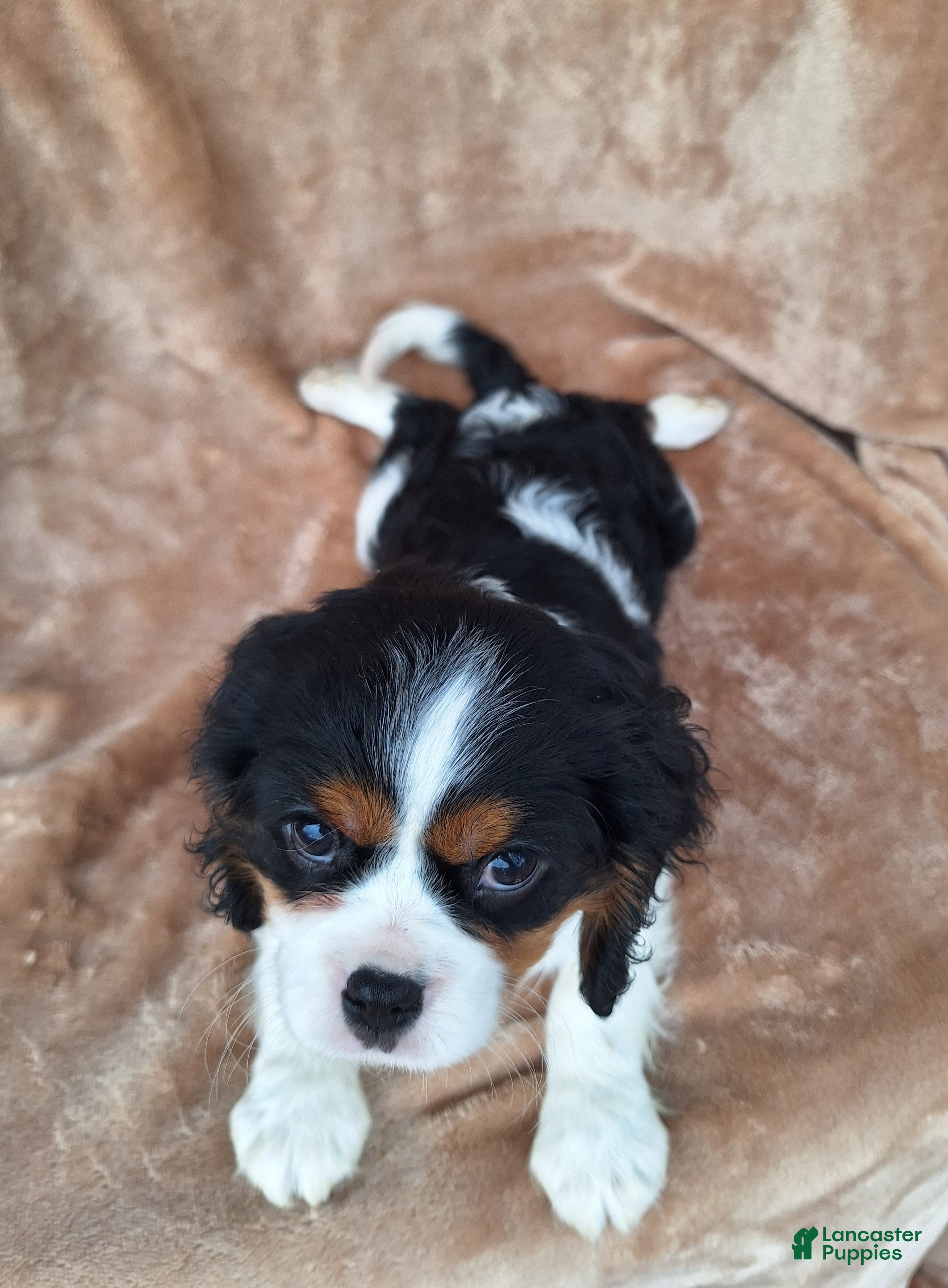 Cavalier King Charles Spaniel dogs Benji - Ad 2
