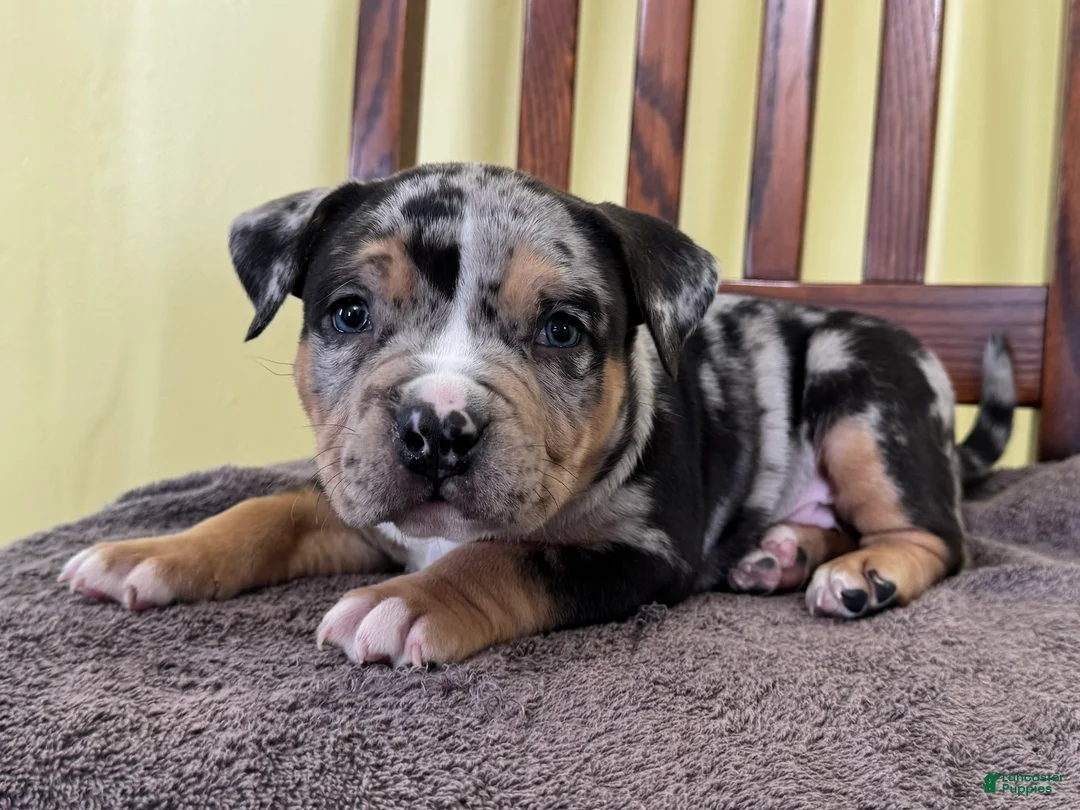 American Bully dogs for sale: Ezra - Ad 3