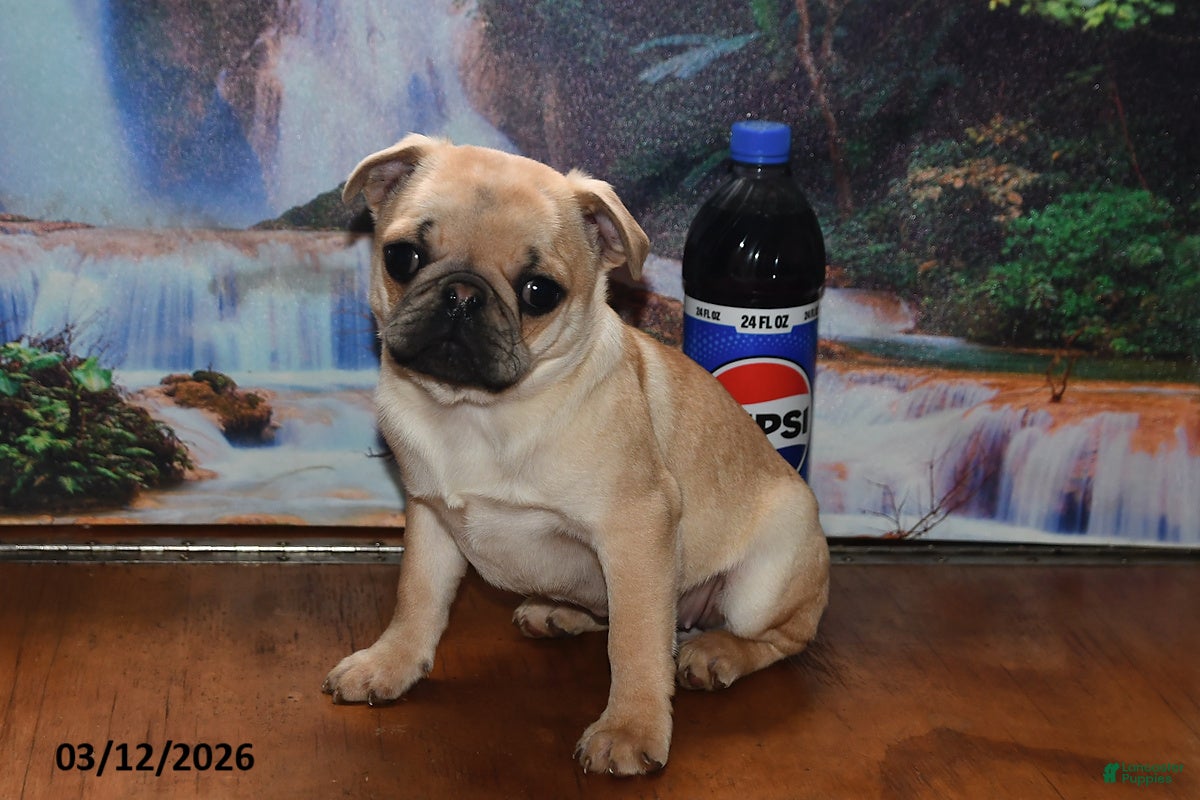 Pug dogs Beaula - Ad 2