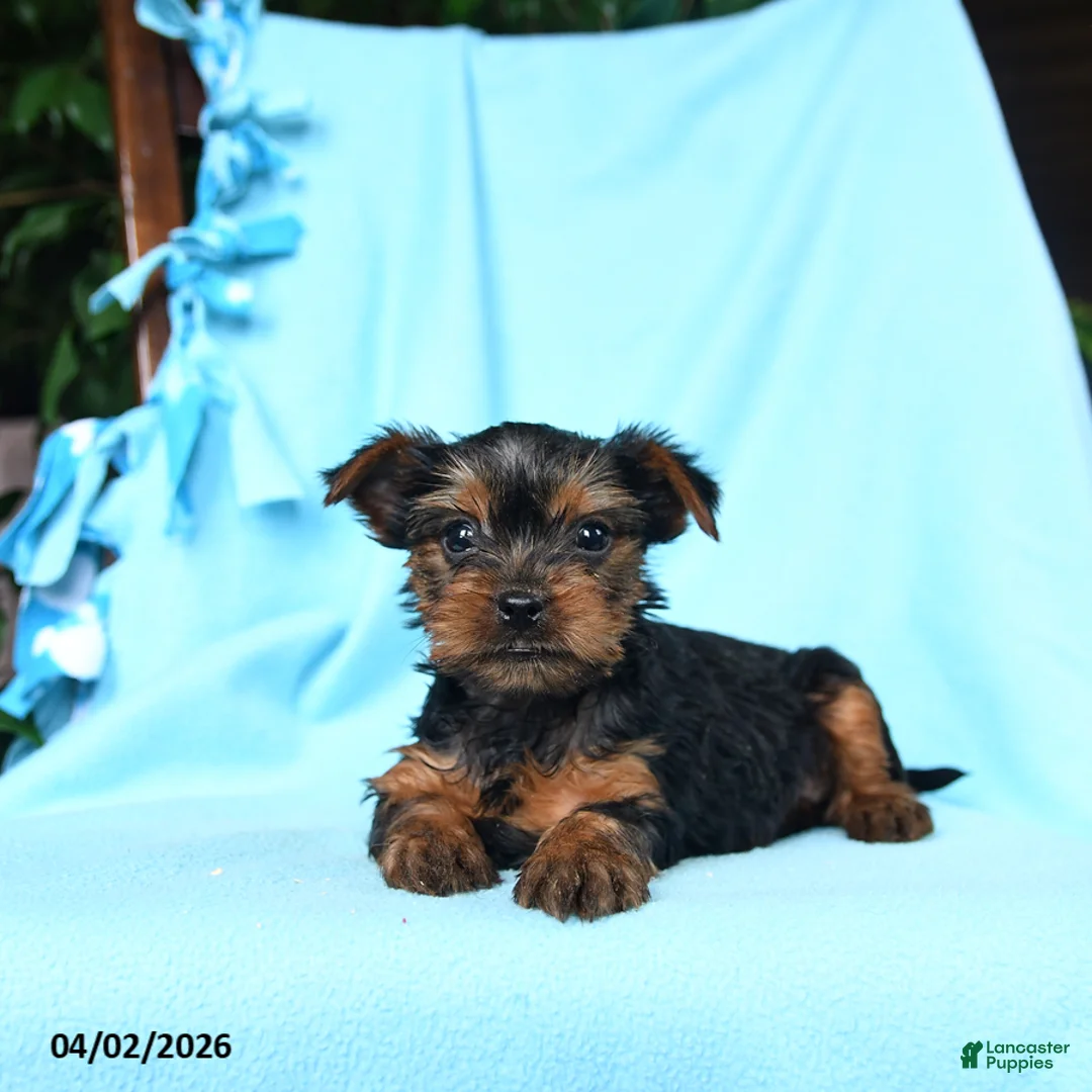 Yorkshire Terrier dogs for sale: Oregano - Ad 3