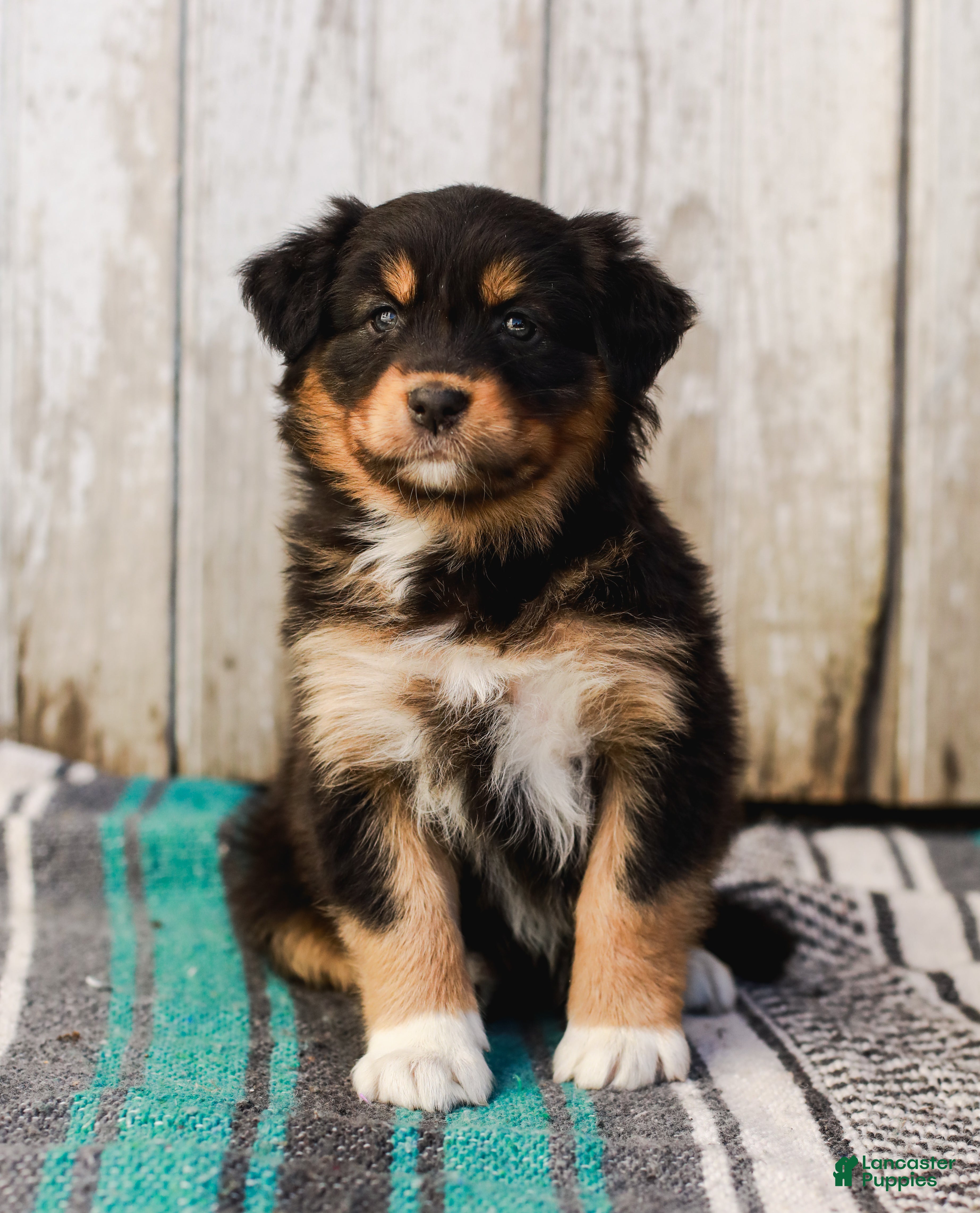 Australian Shepherd dogs Casey - Ad 2
