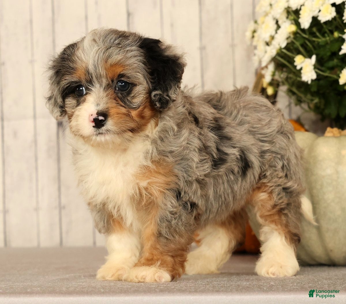 Mini Bernedoodle dogs Gwen - Ad 2