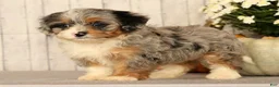 Mini Bernedoodle dogs for sale: Gwen - Ad 2