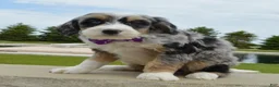 Mini Bernedoodle dogs for sale: Bailey - Ad 11