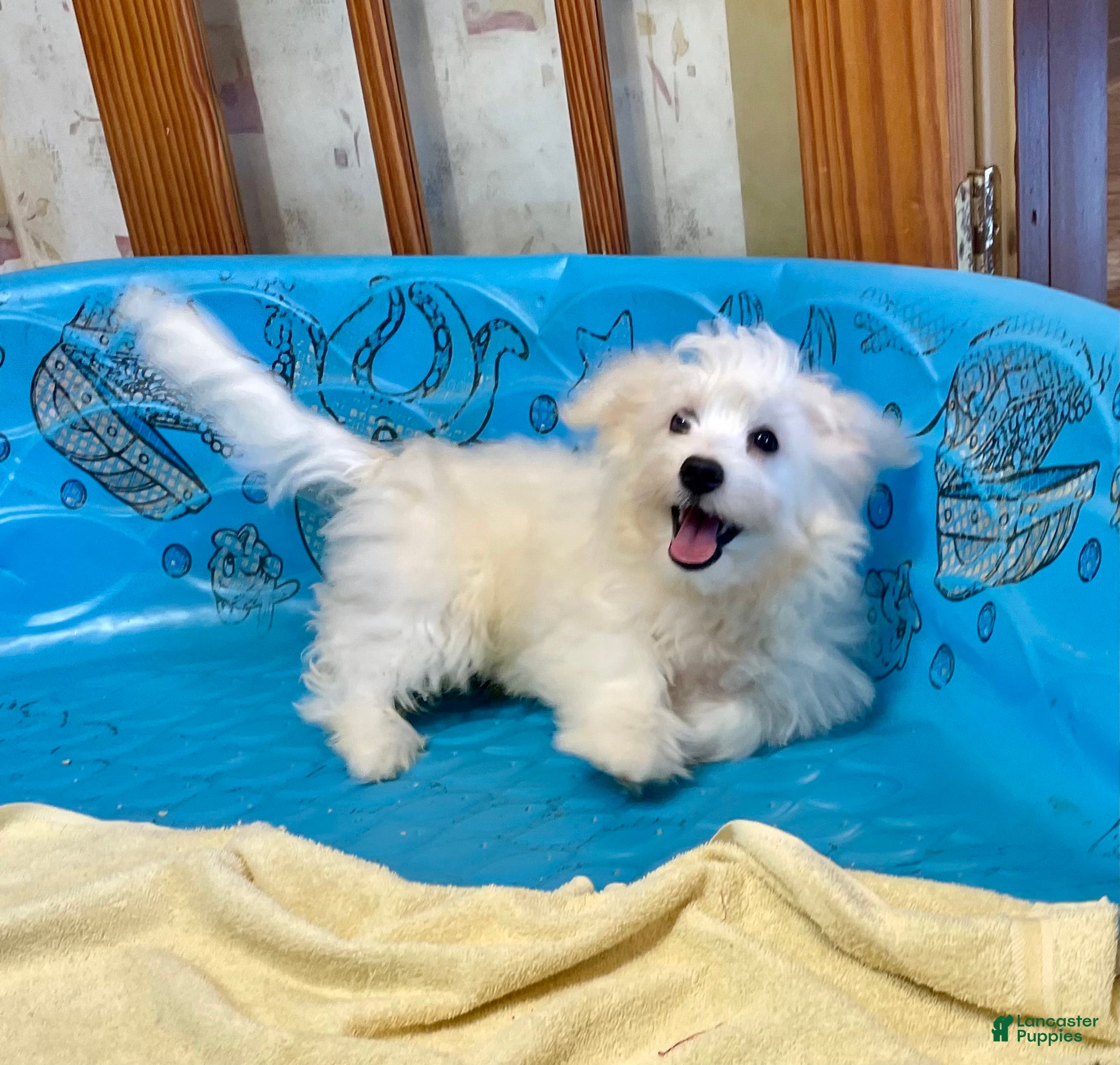 Mixed Breed dogs Shawn - Ad 2