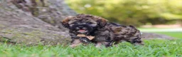 Maltipoo dogs for sale: Chip - Ad 5