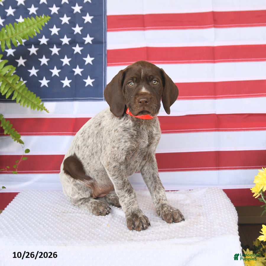 German Shorthaired Pointer dogs for sale: Trudy - Ad 1