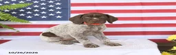 German Shorthaired Pointer dogs for sale: Trudy - Ad 1