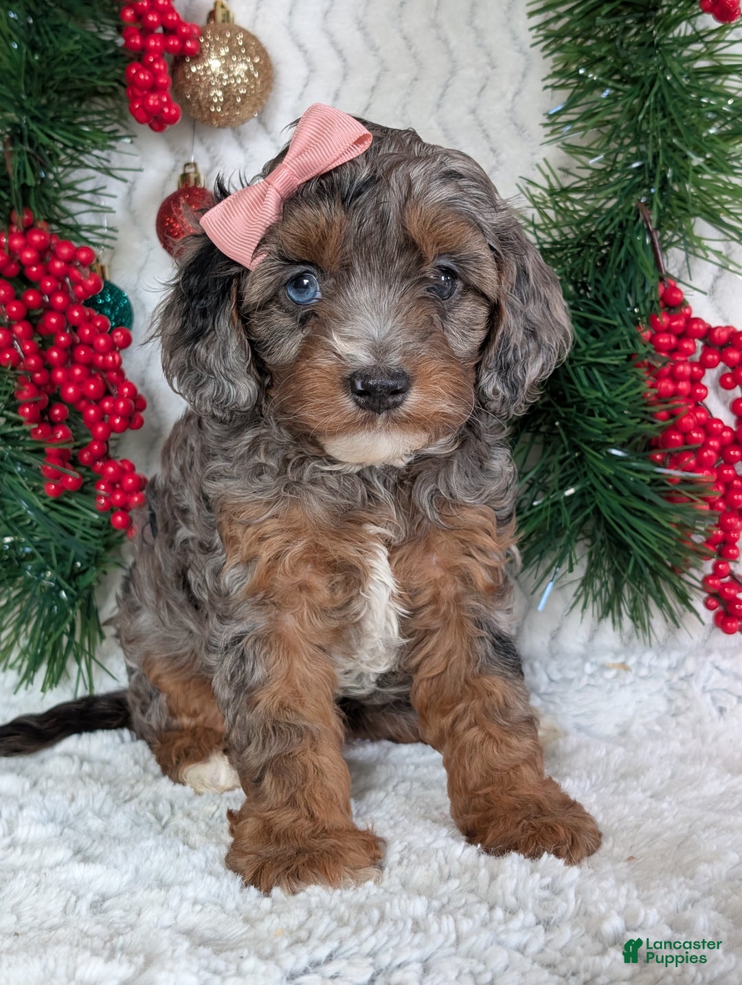 Cavapoo dogs for sale: Abby  - Ad 21