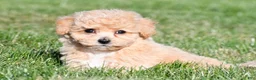 Bichpoo dogs for sale: mila - Ad 4