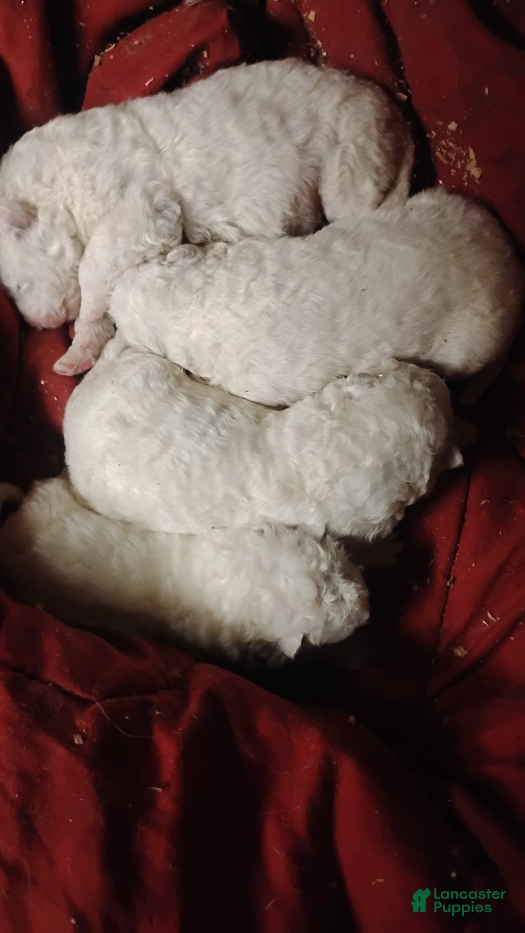 Samoyed dogs for sale: Samoyed Puppy 3 - Ad 1