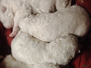 Samoyed dogs Samoyed Puppy 3 - Ad 5