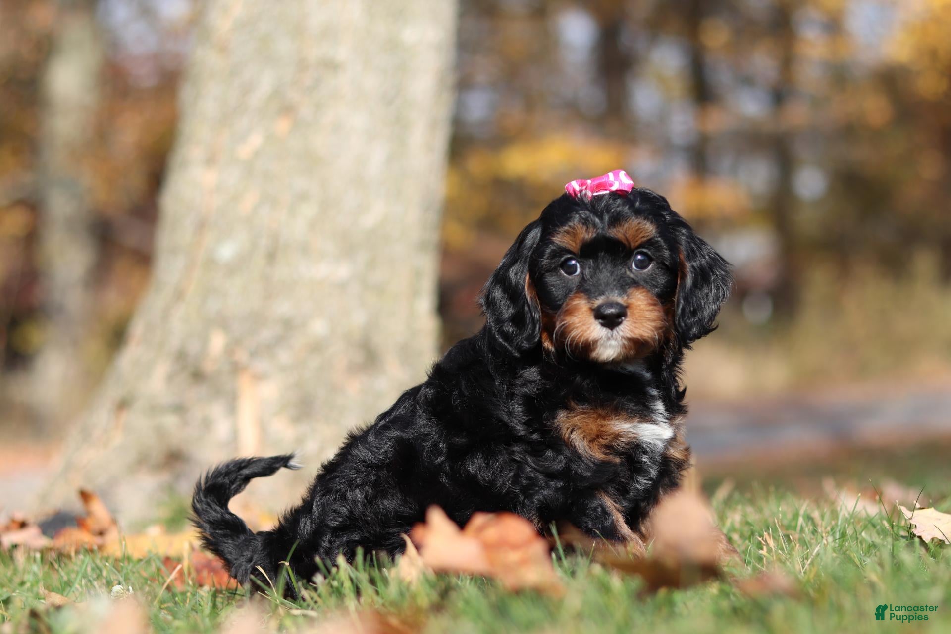 Cavapoo dogs for sale: Della - Ad 2