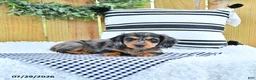 Miniature Dachshund dogs for sale: Champion - Ad 4
