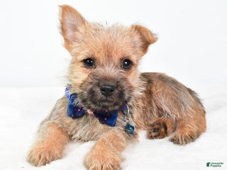 Cairn Terrier dogs - Ad 4