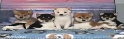 Shiba Inu dogs for sale: Lexi - Ad 3