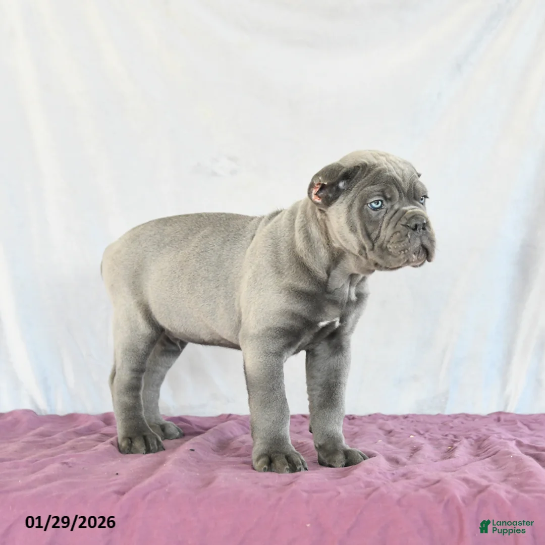 Cane Corso dogs for sale: Maverick - Ad 4