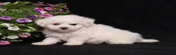 Bichon Frise dogs for sale: Kristy - Ad 5