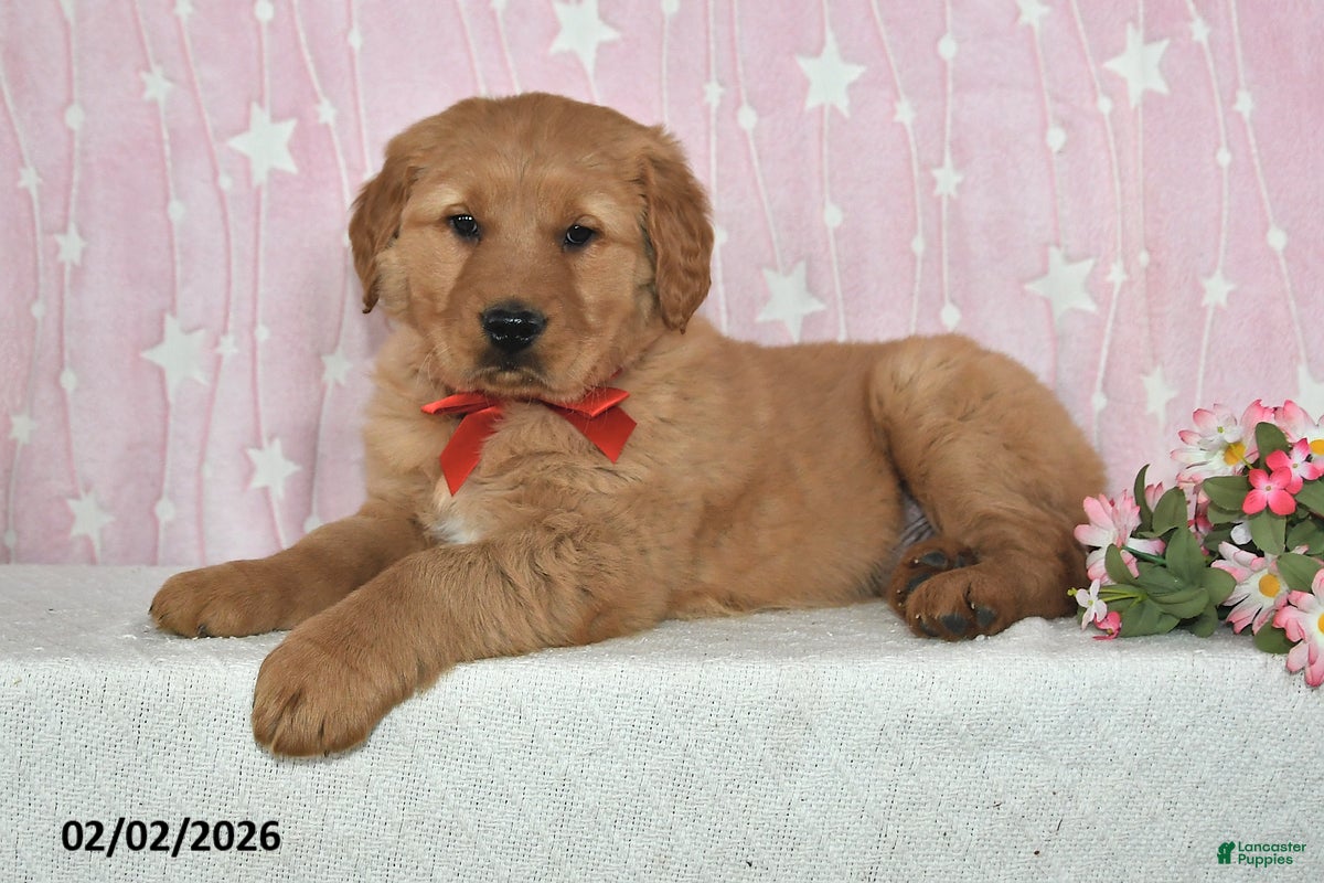 Golden Retriever dogs Rocket - Ad 28