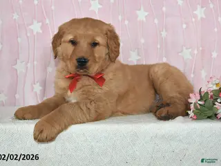 Golden Retriever dogs Rocket - Ad 28