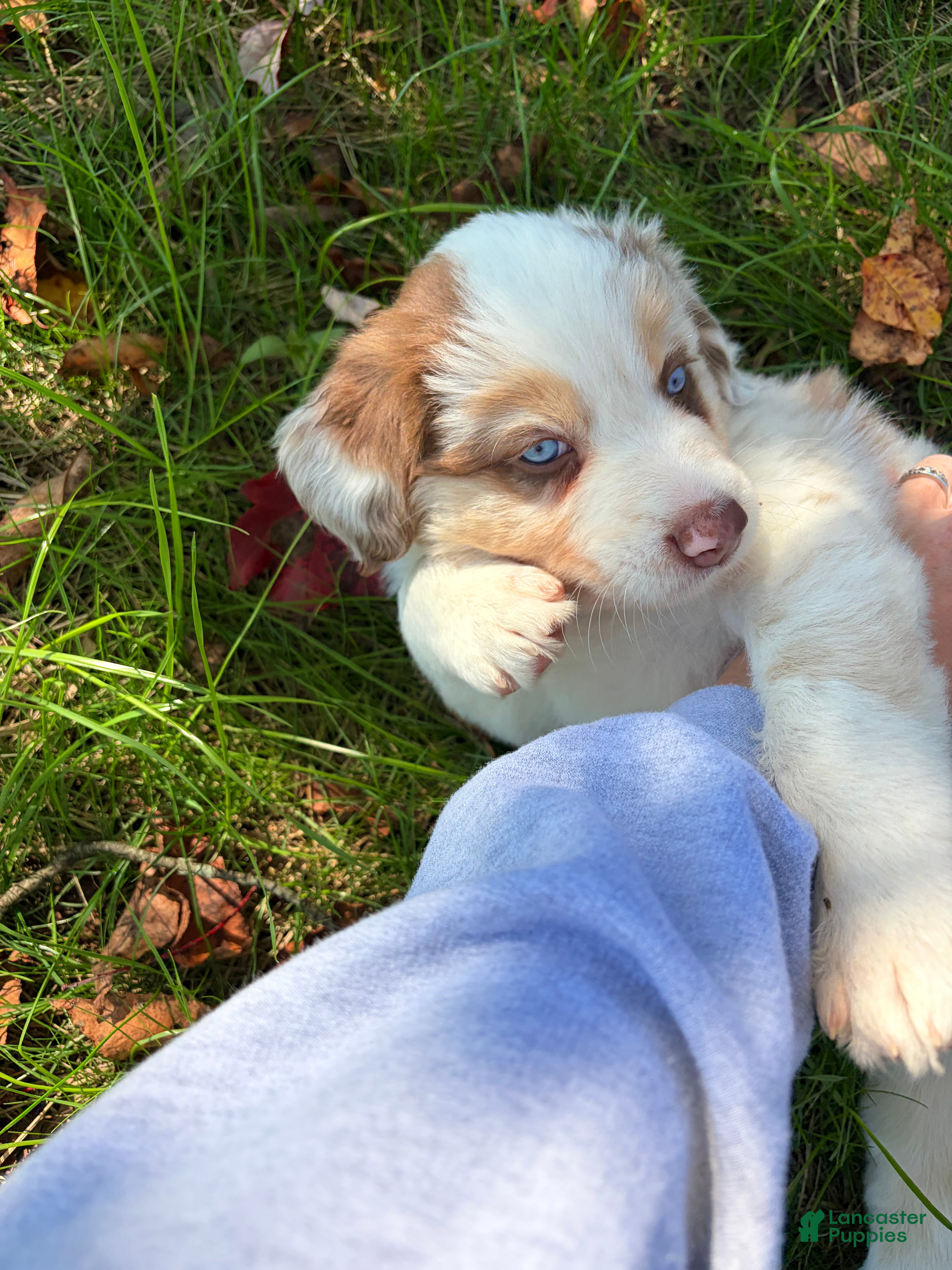 Australian Shepherd dogs for sale: Ford - Ad 35