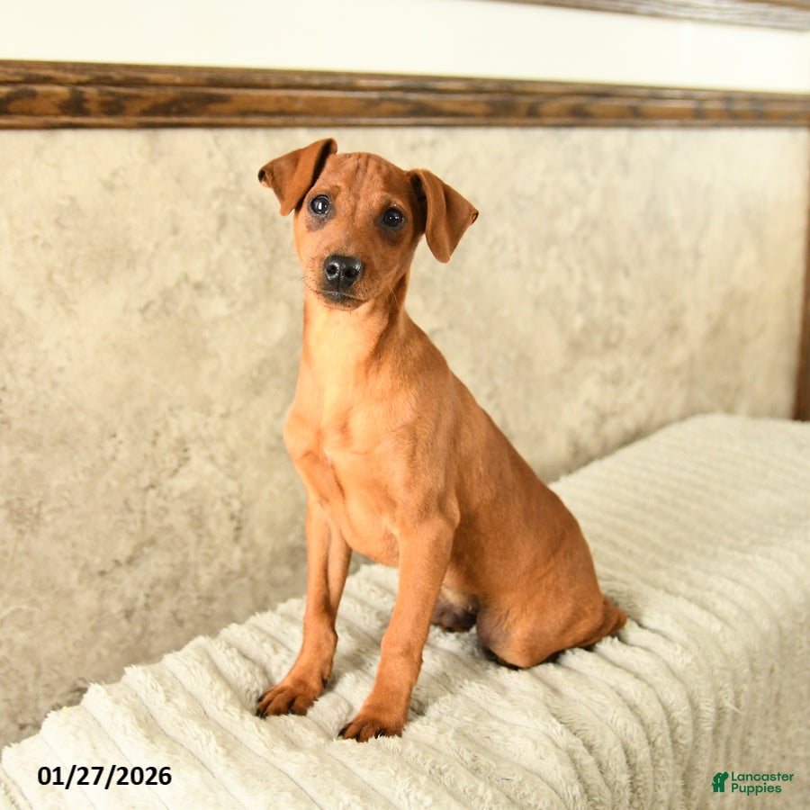 Miniature Pinscher dogs Georgie - Ad 2