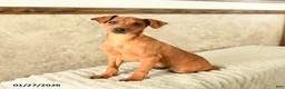 Miniature Pinscher dogs for sale: Georgie - Ad 2
