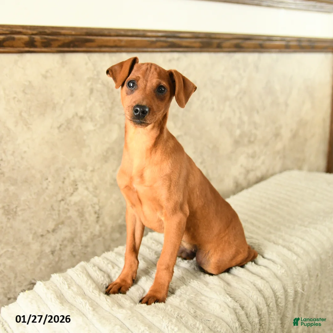 Miniature Pinscher dogs for sale: Georgie - Ad 2