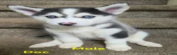 Pomsky dogs for sale: Doc - Ad 7