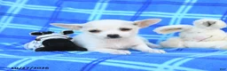 Chihuahua dogs for sale: Udell - Ad 1