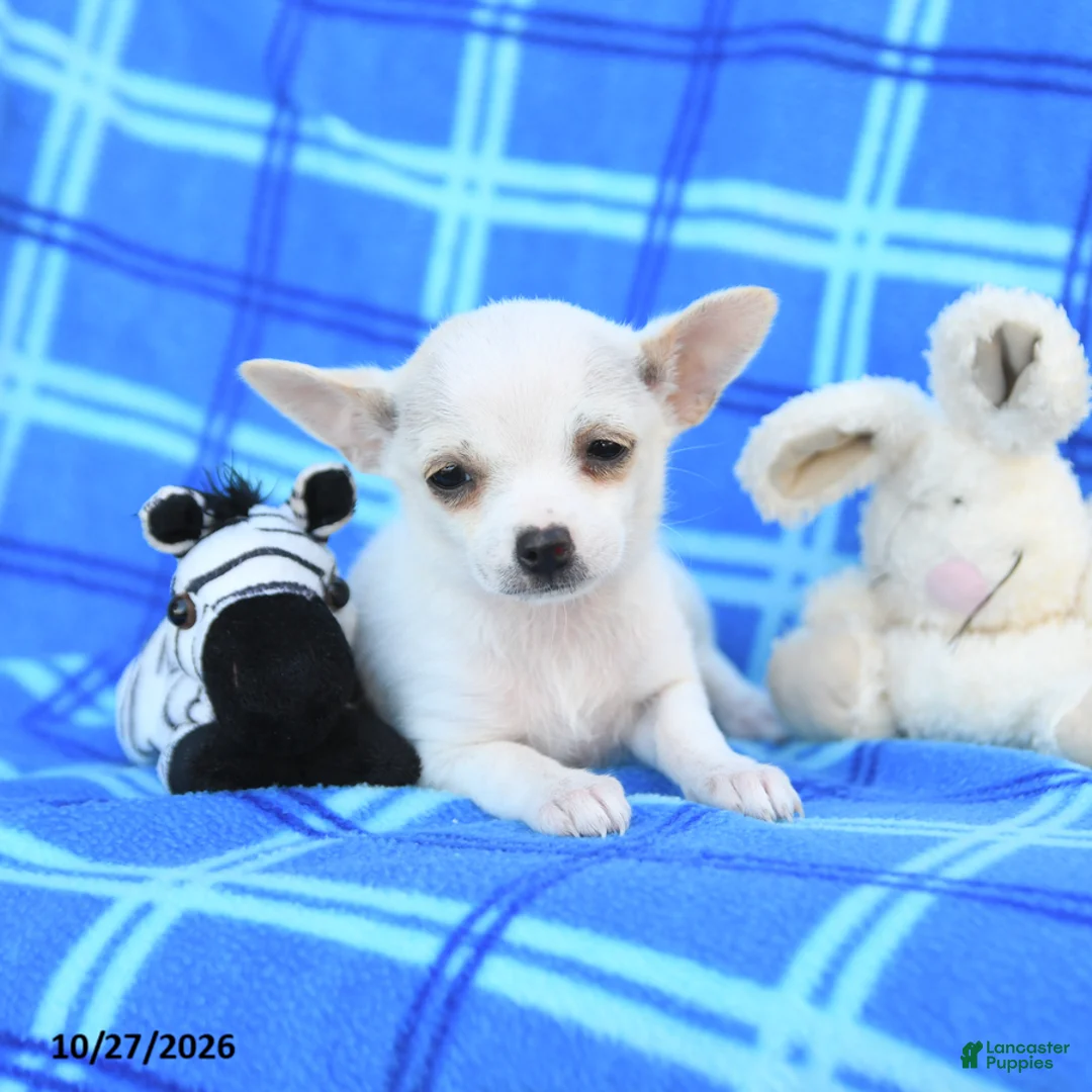 Chihuahua dogs for sale: Udell - Ad 1