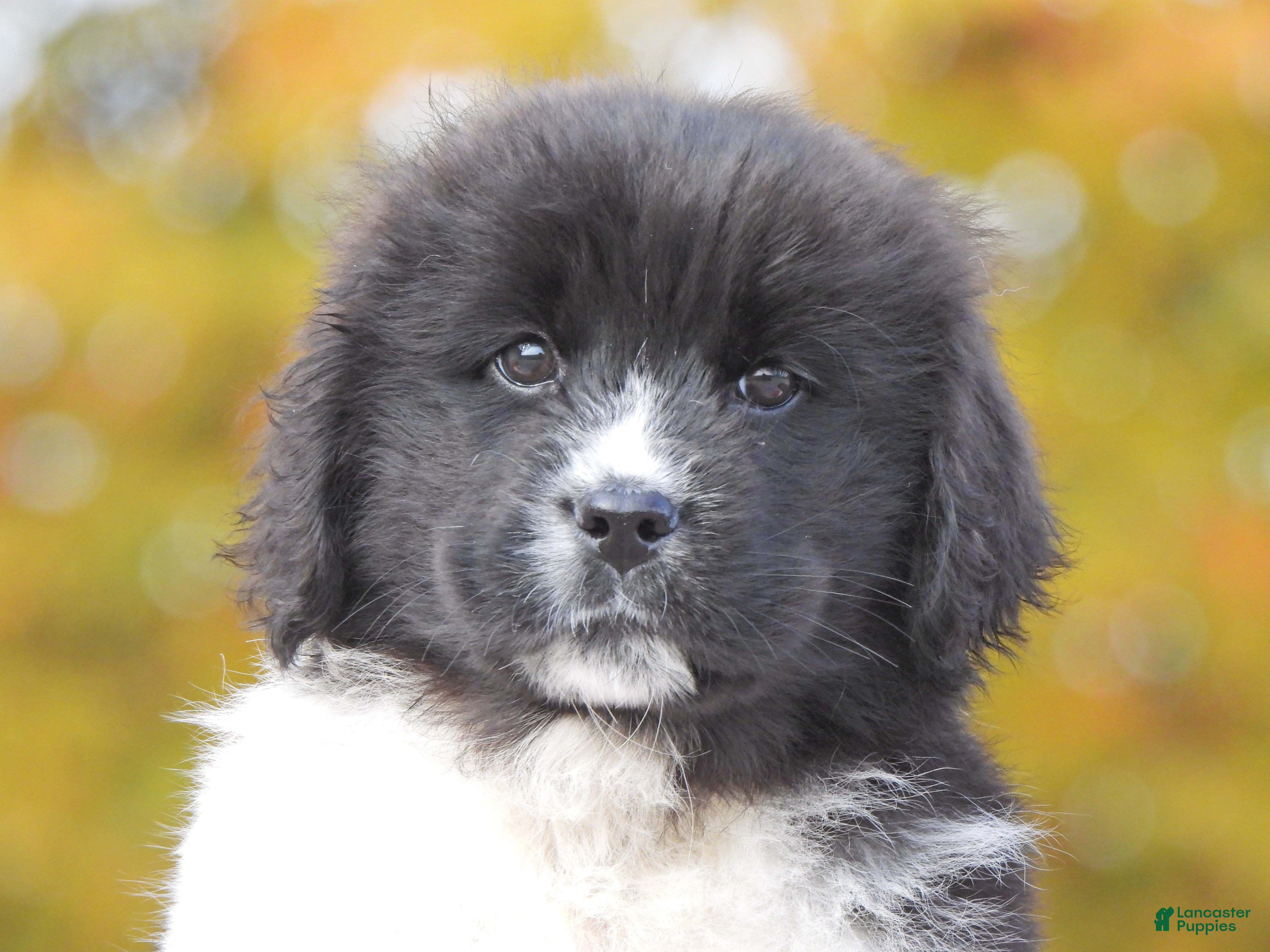Newfoundland Puppies for sale Lancaster Puppies
