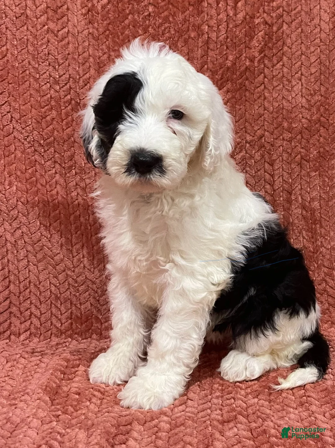 Sheepadoodle dogs for sale: Myla - Ad 5