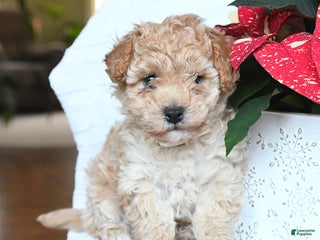 Maltipoo dogs Tyler - Ad 2