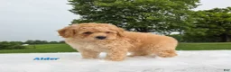 Cavapoo dogs for sale: Alder - Ad 4