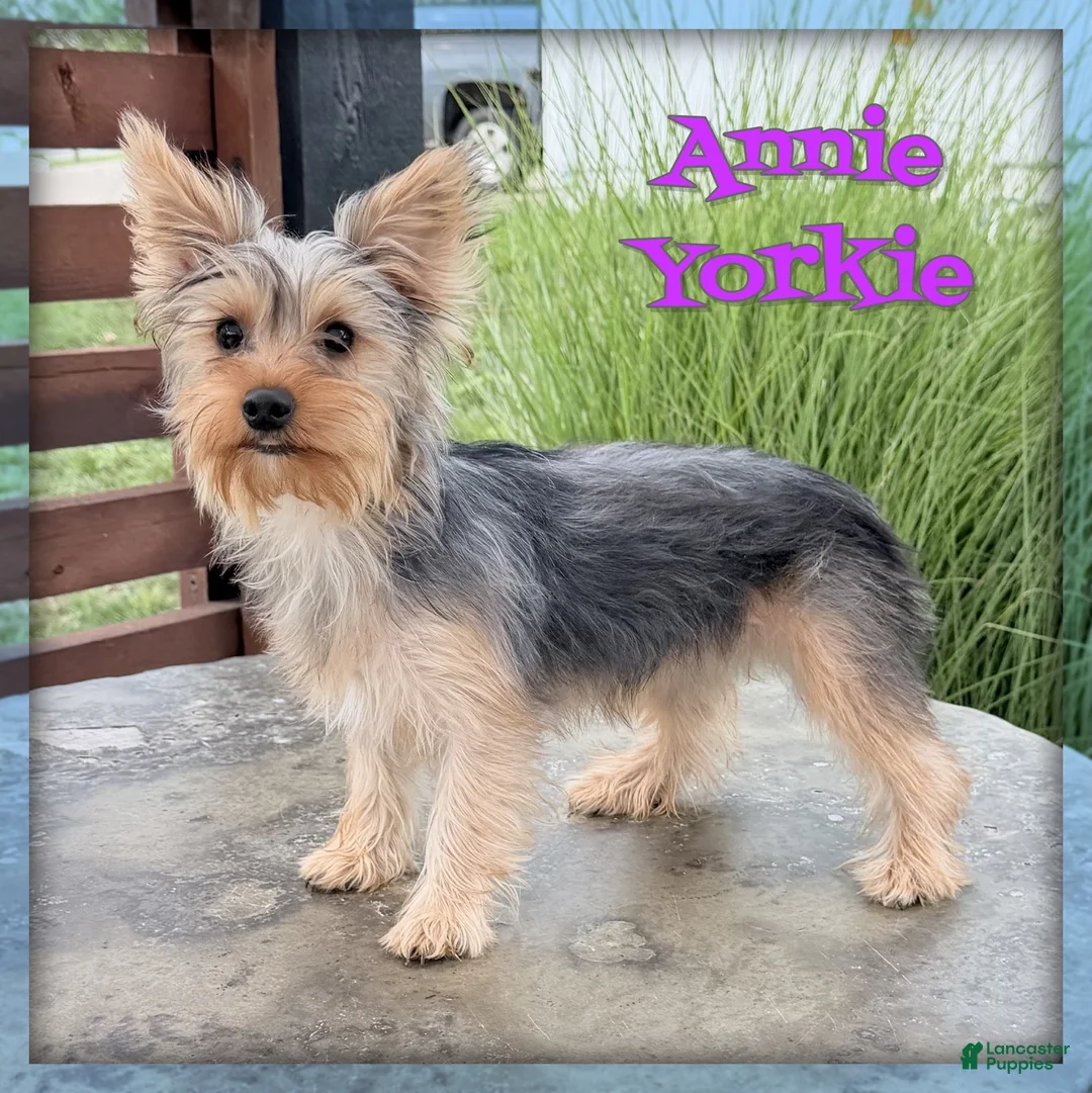 Yorkshire Terrier dogs for sale: Annie - Ad 1