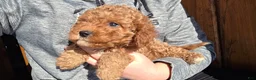 Cavapoo dogs for sale: Milo - Ad 10