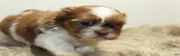 Shih Tzu dogs for sale: Lucy - Ad 8