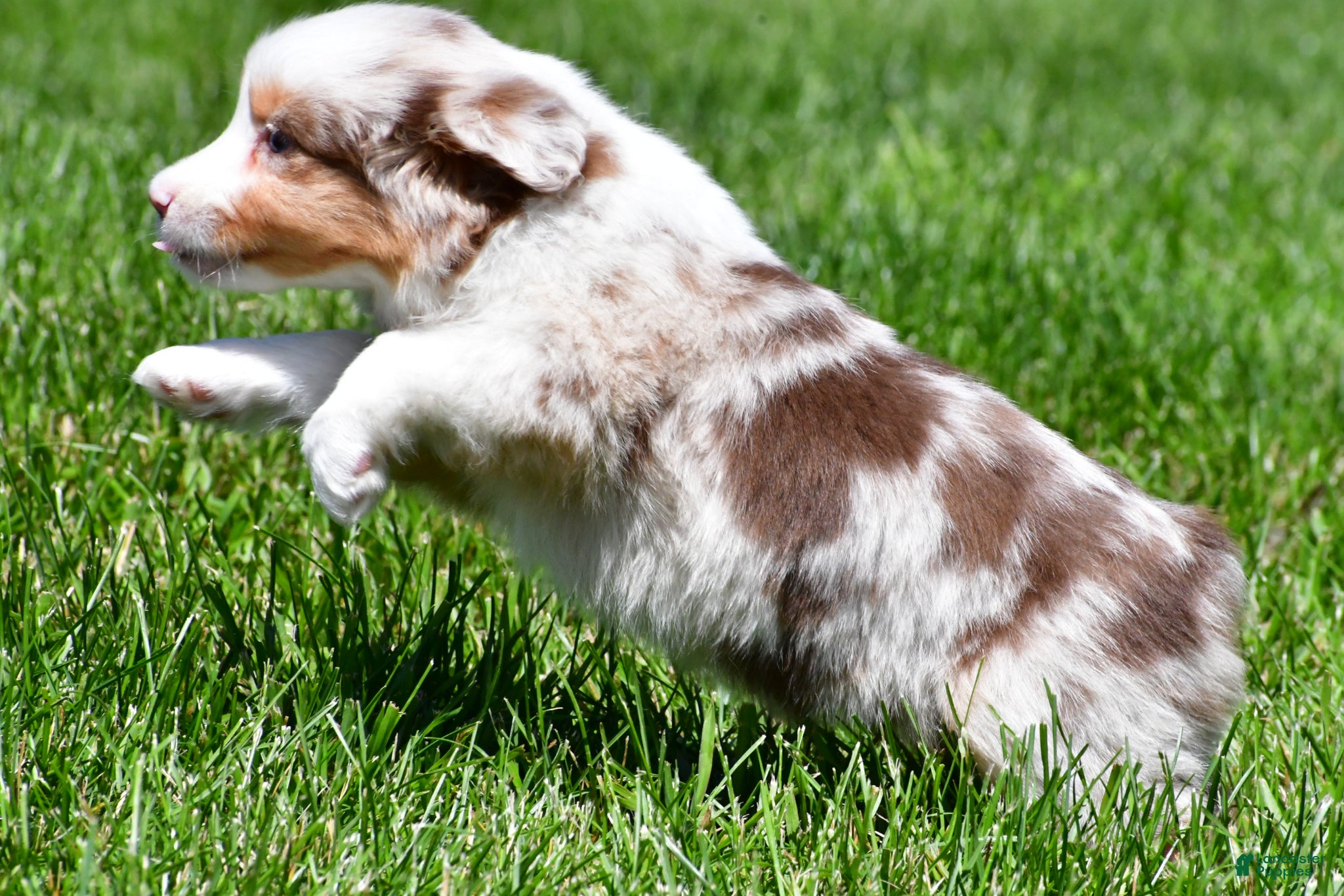 Miniature Australian Shepherd dogs for sale: Crystal - Ad 5