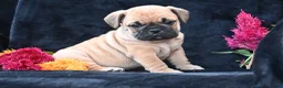 Mixed Breed dogs for sale: Buddy - Ad 7