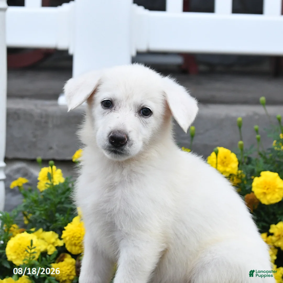 German Shepherd dogs for sale: Molly - Ad 3