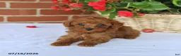 Toy Poodle dogs for sale: Theo - Ad 3