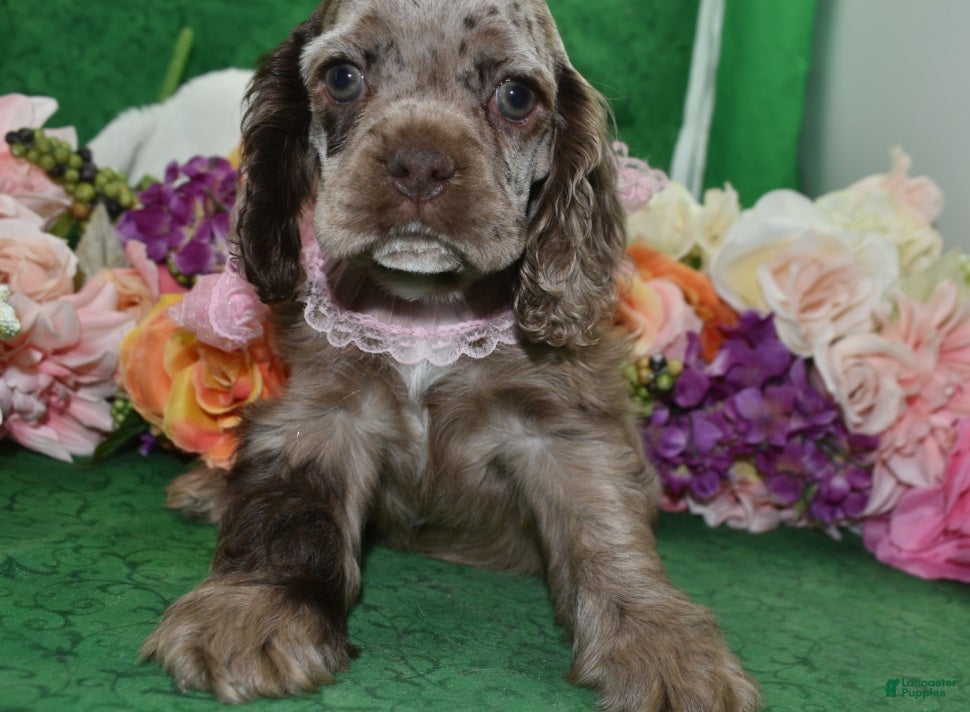 Cocker Spaniel dogs AKC Daisy Chocolate Tan Merle American Cocker Spaniel Puppy - Ad 2