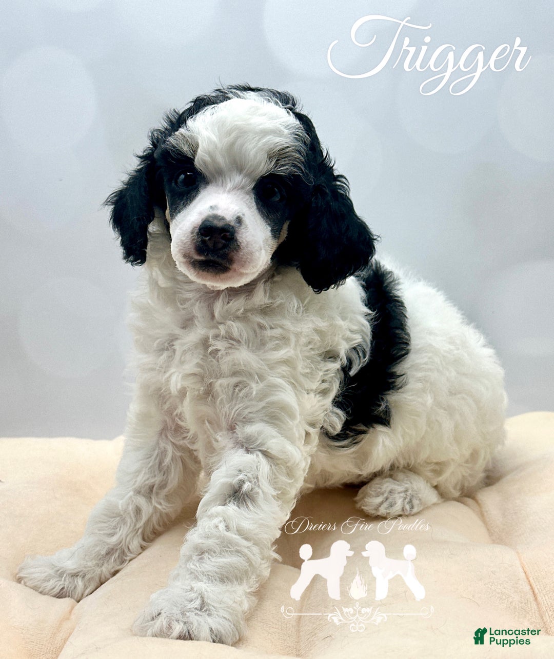 Miniature Poodle dogs for sale: Miniature Poodle Puppy 2 - Ad 2