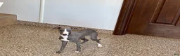 Italian Greyhound dogs for sale: Larry - Ad 3