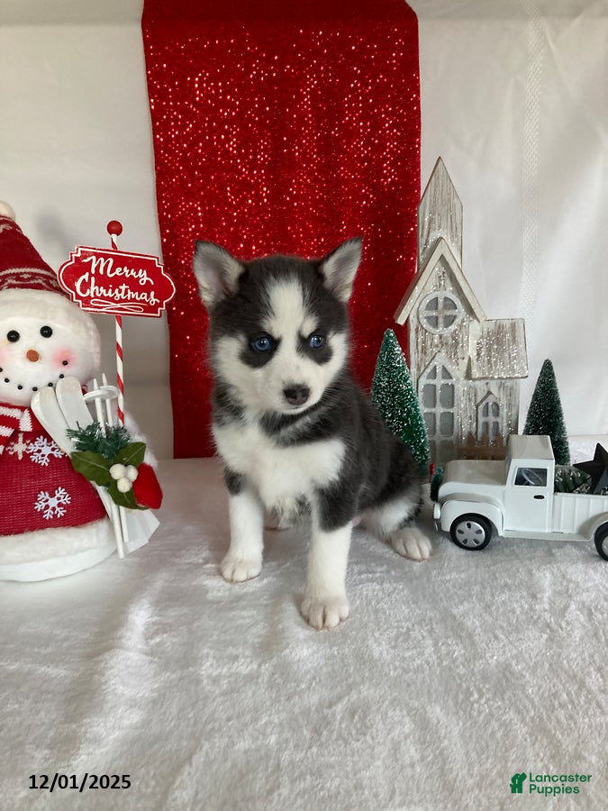 Pomsky dogs Milo - Ad 22