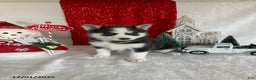 Pomsky dogs for sale: Milo - Ad 1